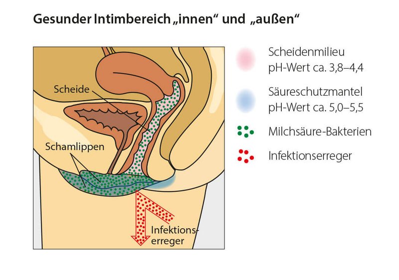 Gesunder Intimbereich „innen“ und „außen“ Gesunder Intimbereich „innen“ und „außen“