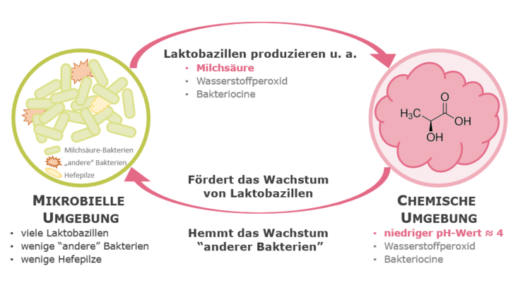 Eine gesunde Scheidenflora ist als selbst-regulierendes System in der Lage, Einflüsse wie schwach alkalische Körperflüssigkeiten wieder auszugleichen (schematische Darstellung). Eine gesunde Scheidenflora ist als selbst-regulierendes System in der Lage, Einflüsse wie schwach alkalische Körperflüssigkeiten wieder auszugleichen (schematische Darstellung).