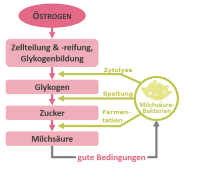 Der Östrogeneinfluss sorgt in der Scheide für ein saures Milieu, das durch die Milchsäure-Bakterien aufrechterhalten wird. 